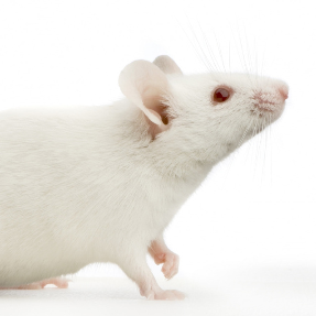 BioSupplies FROZEN Rats