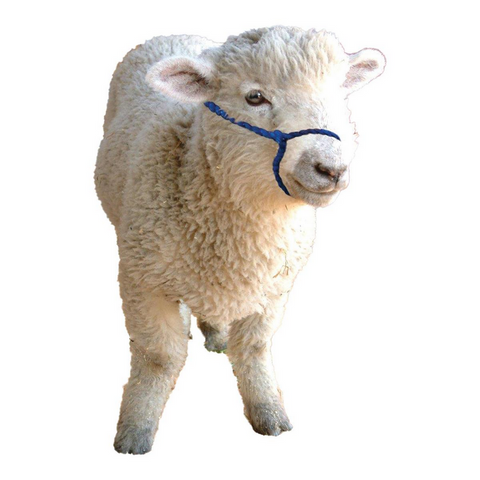 Eureka - Alpaca/Sheep/Miniature Halter