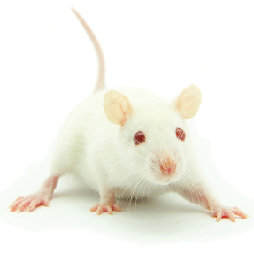 BioSupplies FROZEN Mice